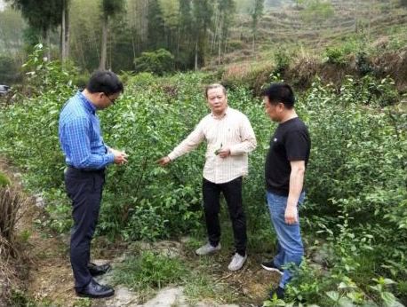 一起跨越看泰顺·共富故事丨在大山深处，看科技特派员栽下“科技之花”