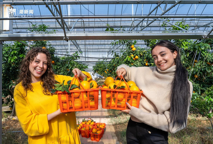 “红美人”真甜！外国留学生打卡金东果园_fororder_1725790971549077504_720px