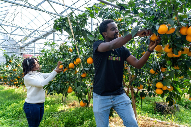 “红美人”真甜！外国留学生打卡金东果园_fororder_1725790971549077510_720px