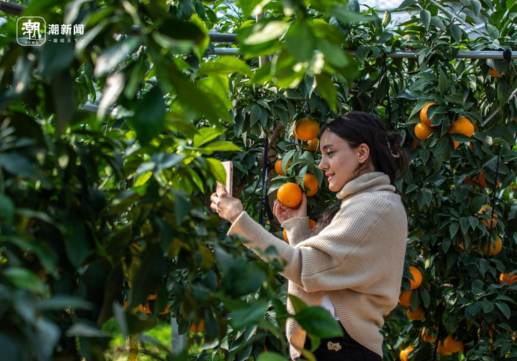 “红美人”真甜！外国留学生打卡金东果园_fororder_1725790971549077508_720px